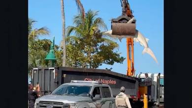Massive hammerhead shark hoisted by crane from Florida beach Massive hammerhead shark hoisted by crane from Florida beach