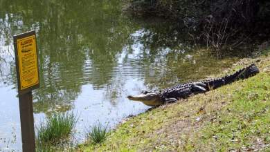 Rogue gator delays flight at Savannah/Hilton Head airport: ‘He just laid down’ Rogue gator delays flight at Savannah/Hilton Head airport: ‘He just laid down’