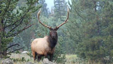 Idaho Fish and Game commissioner charged with poaching bull elk Idaho Fish and Game commissioner charged with poaching bull elk
