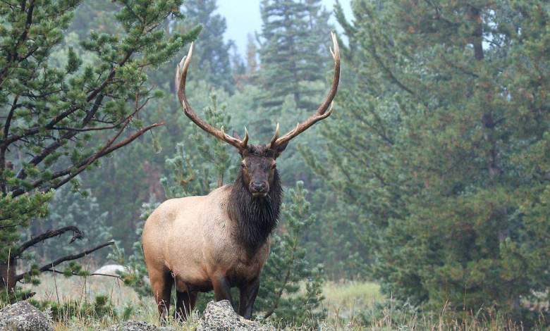 Idaho Fish and Game commissioner charged with poaching bull elk Idaho Fish and Game commissioner charged with poaching bull elk