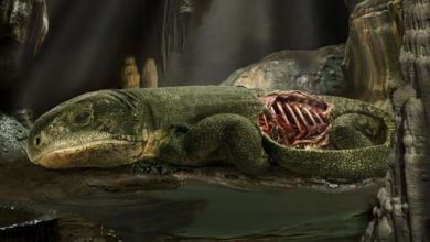 289-million-year-old mummy fossil presents earliest evidence of rib-based breathing 289-million-year-old mummy fossil presents earliest evidence of rib-based breathing