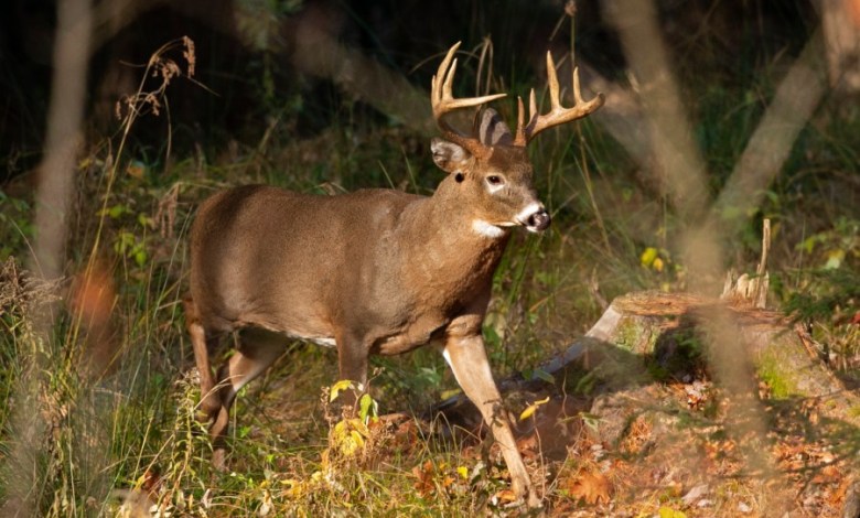 Petition to ban hunting in Oregon gains traction for November ballot Petition to ban hunting in Oregon gains traction for November ballot