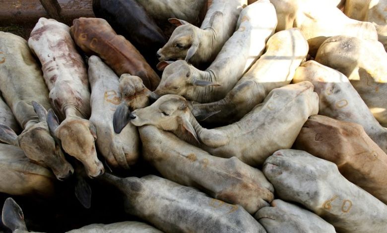 Brazil cattle processing hitting record as China devours more beef Brazil cattle processing hitting record as China devours more beef