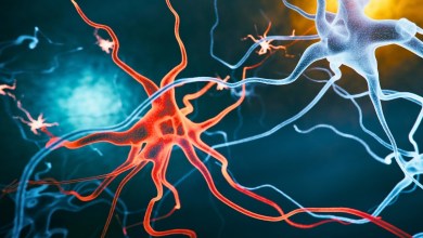 New Alzheimer’s Treatment Strategy Reverses Cognitive Decline in Mice New Alzheimer’s Treatment Strategy Reverses Cognitive Decline in Mice