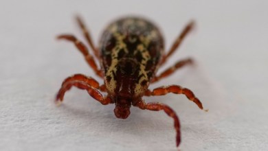 Scientists see warning signs for Lyme disease, tick-borne illnesses Scientists see warning signs for Lyme disease, tick-borne illnesses
