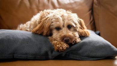 Popular pet retailer files Chapter 11 bankruptcy Popular pet retailer files Chapter 11 bankruptcy