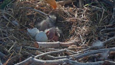 Big Bear bald eagles welcome two babies to the nest Big Bear bald eagles welcome two babies to the nest