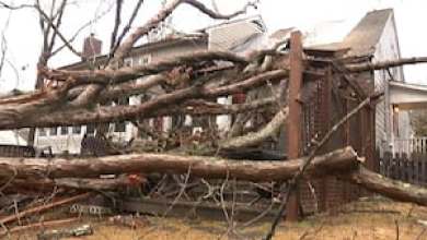 Large tree crashes on family’s home as they watched Chick-fil-A Peach Bowl Large tree crashes on family’s home as they watched Chick-fil-A Peach Bowl