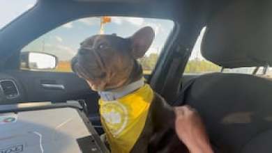 Group steals dog from Kroger parking lot, social media post leads police to them Group steals dog from Kroger parking lot, social media post leads police to them