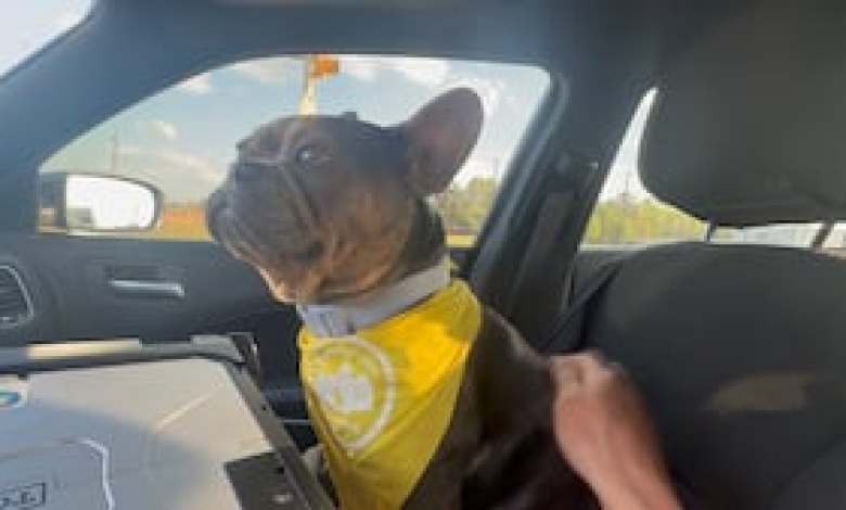 Group steals dog from Kroger parking lot, social media post leads police to them Group steals dog from Kroger parking lot, social media post leads police to them