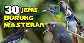Menemukan Jenis Burung Masteran Terbaik untuk Suara Merdu Anda Menemukan Jenis Burung Masteran Terbaik untuk Suara Merdu Anda