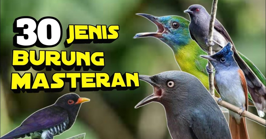 Menemukan Jenis Burung Masteran Terbaik untuk Suara Merdu Anda Menemukan Jenis Burung Masteran Terbaik untuk Suara Merdu Anda