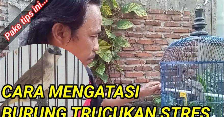 Cara Menurunkan Stres Burung setelah Lomba dengan Efektif Cara Menurunkan Stres Burung setelah Lomba dengan Efektif