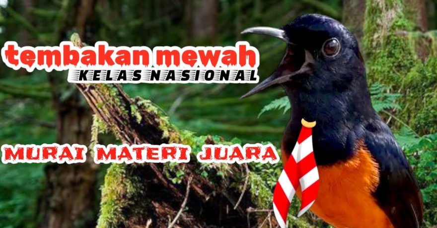 Menggenggam Pengalaman Juara Murai Batu Nasional yang Menginspirasi Menggenggam Pengalaman Juara Murai Batu Nasional yang Menginspirasi