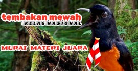 Menggenggam Pengalaman Juara Murai Batu Nasional yang Menginspirasi Menggenggam Pengalaman Juara Murai Batu Nasional yang Menginspirasi