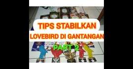 Cara Membuat Burung Tampil Stabil di Gantangan Secara Efektif Cara Membuat Burung Tampil Stabil di Gantangan Secara Efektif