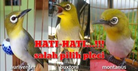 Mengenal Perbedaan Pleci Buxtoni dan Auriventer Secara Mendalam Mengenal Perbedaan Pleci Buxtoni dan Auriventer Secara Mendalam