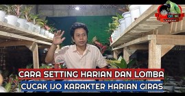 Strategi Setting Harian Jelang Lomba untuk Persiapan Optimal Strategi Setting Harian Jelang Lomba untuk Persiapan Optimal