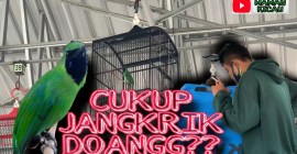 Pola Pemberian Jangkrik untuk Cucak Ijo agar Suara Makin Berkelas Pola Pemberian Jangkrik untuk Cucak Ijo agar Suara Makin Berkelas