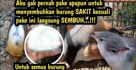 Cara Menyembuhkan Burung Sakit Pernapasan Secara Efektif dan Aman Cara Menyembuhkan Burung Sakit Pernapasan Secara Efektif dan Aman