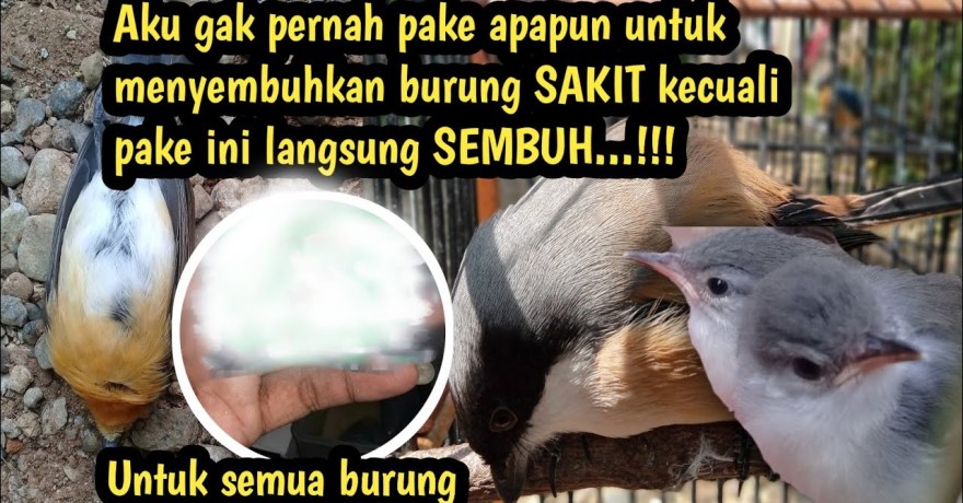 Cara Menyembuhkan Burung Sakit Pernapasan Secara Efektif dan Aman Cara Menyembuhkan Burung Sakit Pernapasan Secara Efektif dan Aman