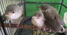 Burung Ciblek Semi Vs Asli: Perbandingan Menarik dan Kelebihannya Burung Ciblek Semi Vs Asli: Perbandingan Menarik dan Kelebihannya