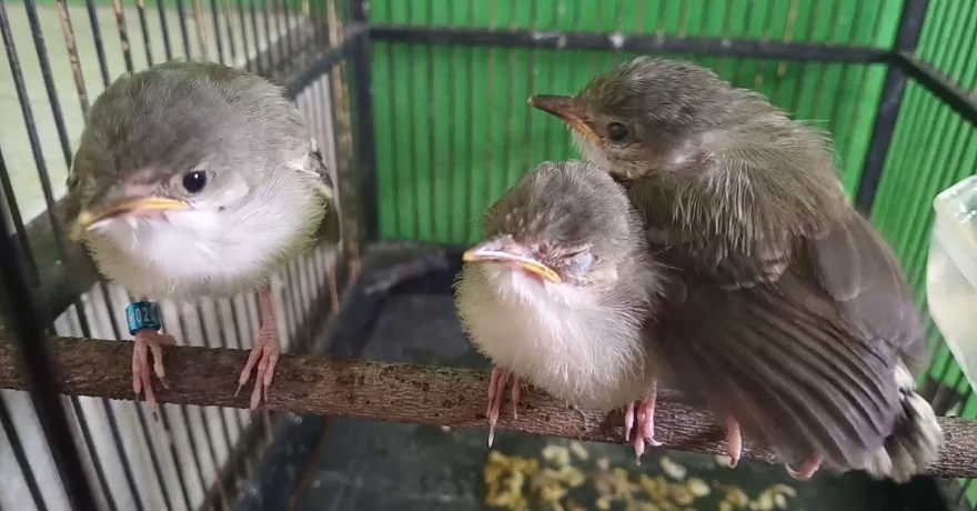 Burung Ciblek Semi Vs Asli: Perbandingan Menarik dan Kelebihannya Burung Ciblek Semi Vs Asli: Perbandingan Menarik dan Kelebihannya