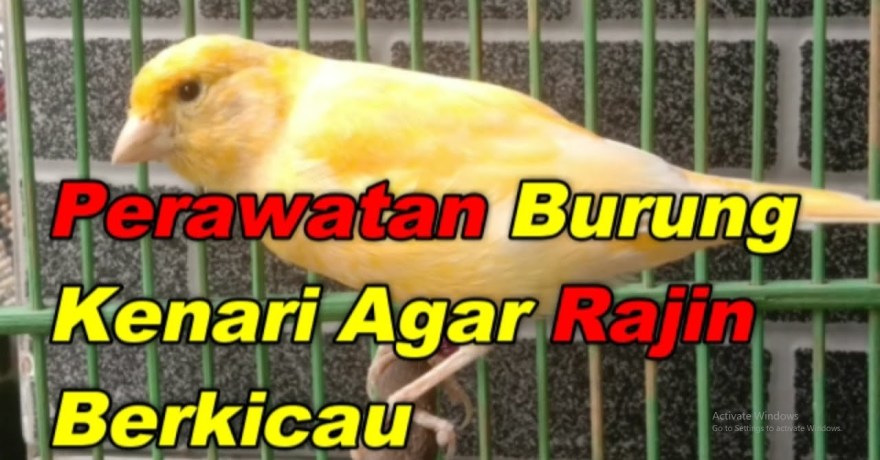 Perawatan Kenari agar Rajin Berkicau: Rahasia Suara Merdu Perawatan Kenari agar Rajin Berkicau: Rahasia Suara Merdu