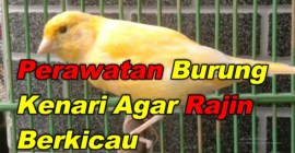 Perawatan Kenari agar Rajin Berkicau: Rahasia Suara Merdu Perawatan Kenari agar Rajin Berkicau: Rahasia Suara Merdu