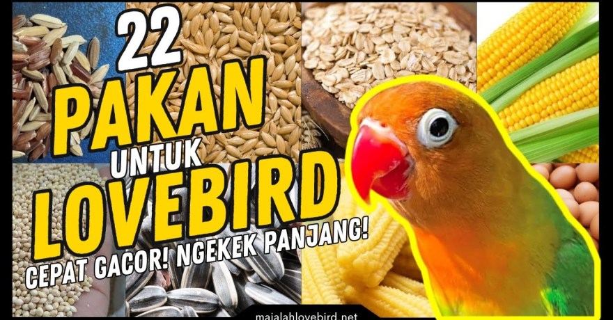 Mengenal Perbedaan Lovebird Konslet dan Ngekek Panjang Secara Mendalam Mengenal Perbedaan Lovebird Konslet dan Ngekek Panjang Secara Mendalam