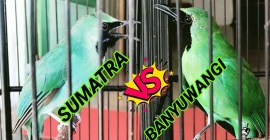 Menelusuri Perbedaan Cucak Ijo Banyuwangi dan Sumatera Secara Keseluruhan Menelusuri Perbedaan Cucak Ijo Banyuwangi dan Sumatera Secara Keseluruhan