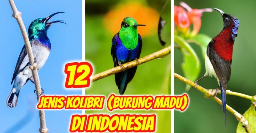 Menjelajahi Jenis Burung Kolibri Paling Aktif dan Menawan Menjelajahi Jenis Burung Kolibri Paling Aktif dan Menawan