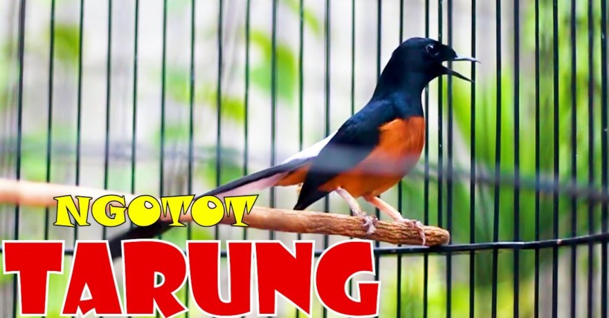 Analisa Gaya Tarung Murai Batu: Strategi Menang di Arena Lomba Analisa Gaya Tarung Murai Batu: Strategi Menang di Arena Lomba