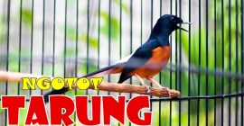 Analisa Gaya Tarung Murai Batu: Strategi Menang di Arena Lomba Analisa Gaya Tarung Murai Batu: Strategi Menang di Arena Lomba