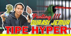 Tips Mengatur Durasi Jemur sebelum Lomba agar Hasil Maksimal Tips Mengatur Durasi Jemur sebelum Lomba agar Hasil Maksimal