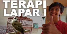 Cara Mengatasi Burung Demam Panggung agar Tetap Tenang dan Nyaman Cara Mengatasi Burung Demam Panggung agar Tetap Tenang dan Nyaman