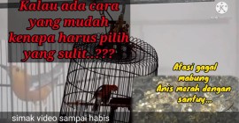 Cara Mengatasi Anis Merah Macet Bunyi Secara Efektif dan Mudah Cara Mengatasi Anis Merah Macet Bunyi Secara Efektif dan Mudah