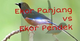 Murai Batu Ekor Panjang Vs Pendek: Mana yang Lebih Menarik? Murai Batu Ekor Panjang Vs Pendek: Mana yang Lebih Menarik?