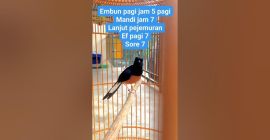 Jadwal Penjemuran Murai Batu Harian untuk Hasil Maksimal dan Sehat Jadwal Penjemuran Murai Batu Harian untuk Hasil Maksimal dan Sehat