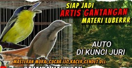 Cara Membaca Karakter Juri Burung agar Penampilanmu Memukau Cara Membaca Karakter Juri Burung agar Penampilanmu Memukau
