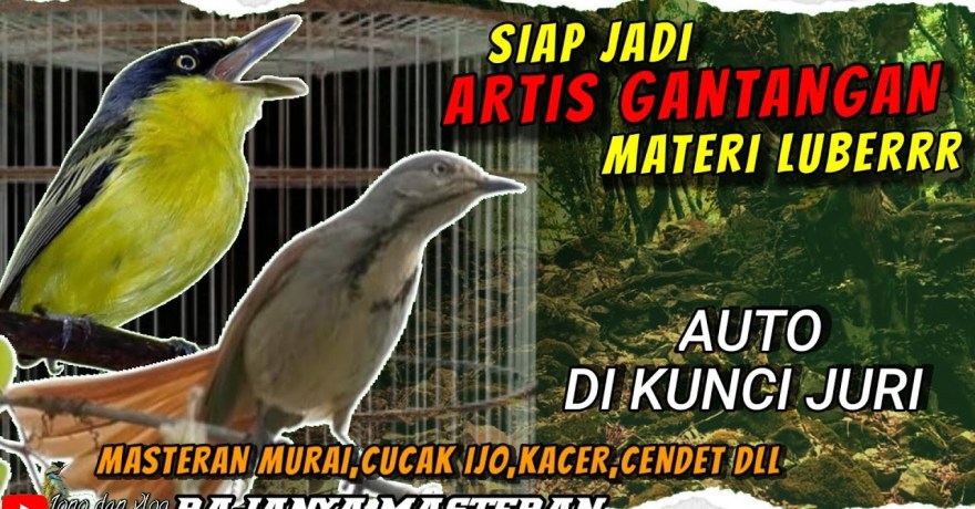 Cara Membaca Karakter Juri Burung agar Penampilanmu Memukau Cara Membaca Karakter Juri Burung agar Penampilanmu Memukau