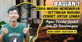 Cara Membuat Burung Tampil Stabil di Gantangan dengan Mudah Cara Membuat Burung Tampil Stabil di Gantangan dengan Mudah