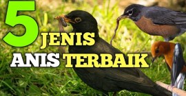 Mengenal Jenis Anis yang Paling Sering Lomba dan Keunggulannya Mengenal Jenis Anis yang Paling Sering Lomba dan Keunggulannya