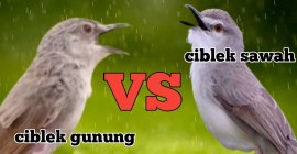 Burung Ciblek Kebun Vs Gunung: Perbandingan yang Menarik dan Informatif Burung Ciblek Kebun Vs Gunung: Perbandingan yang Menarik dan Informatif