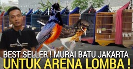 Tips Membawa Burung ke Arena Lomba agar Sukses dan Nyaman Tips Membawa Burung ke Arena Lomba agar Sukses dan Nyaman