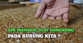 Menelisik Manfaat Ulat Hongkong untuk Burung Kicau yang Optimal Menelisik Manfaat Ulat Hongkong untuk Burung Kicau yang Optimal