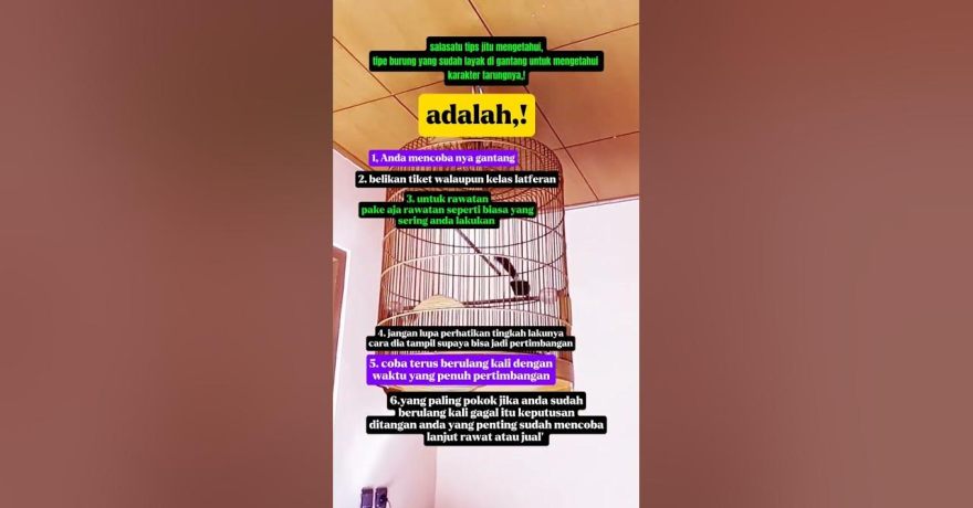 Cara Mengetahui Burung Siap Naik Gantang dengan Cermat dan Jitu Cara Mengetahui Burung Siap Naik Gantang dengan Cermat dan Jitu