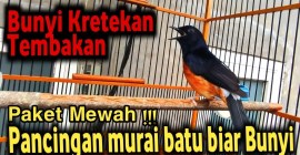 Jenis Murai yang Cepat Bunyi: Panduan Memilih dan Merawatnya Jenis Murai yang Cepat Bunyi: Panduan Memilih dan Merawatnya