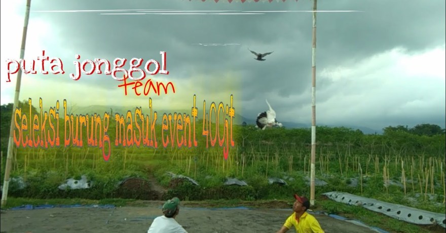 Strategi Memilih Event Sesuai Level Burung: Tips dan Trik Jitu Strategi Memilih Event Sesuai Level Burung: Tips dan Trik Jitu