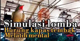 Teknik Melatih Mental Burung Lomba agar Siap Juara di Arena Teknik Melatih Mental Burung Lomba agar Siap Juara di Arena